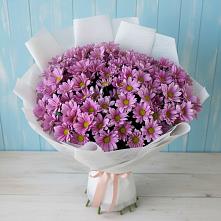 Букет цветов из:  Хризантемы #REPLACE_PRED# Горшково